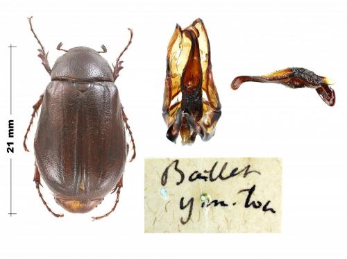 Melolonthinae